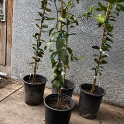 Mexican Lime Trees