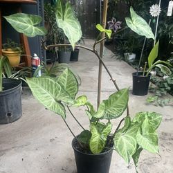 HERMOSAS PLANTAS NATURALES “SINGONIA PLANT 