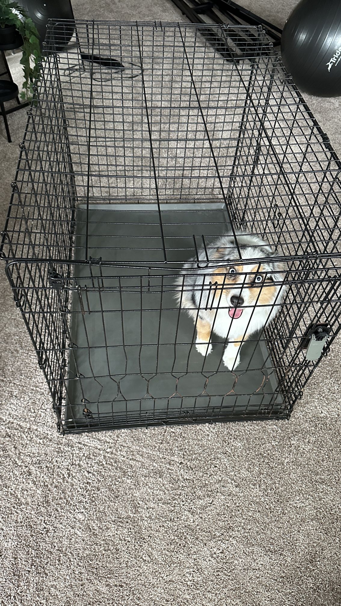 Large Dog Crate for Sale in Tampa, FL OfferUp