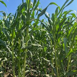HOJAS De Milpa.    3$   Docena.   Solo Personas Interesadas 