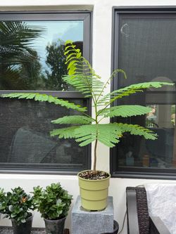 Albizia Julibrissin