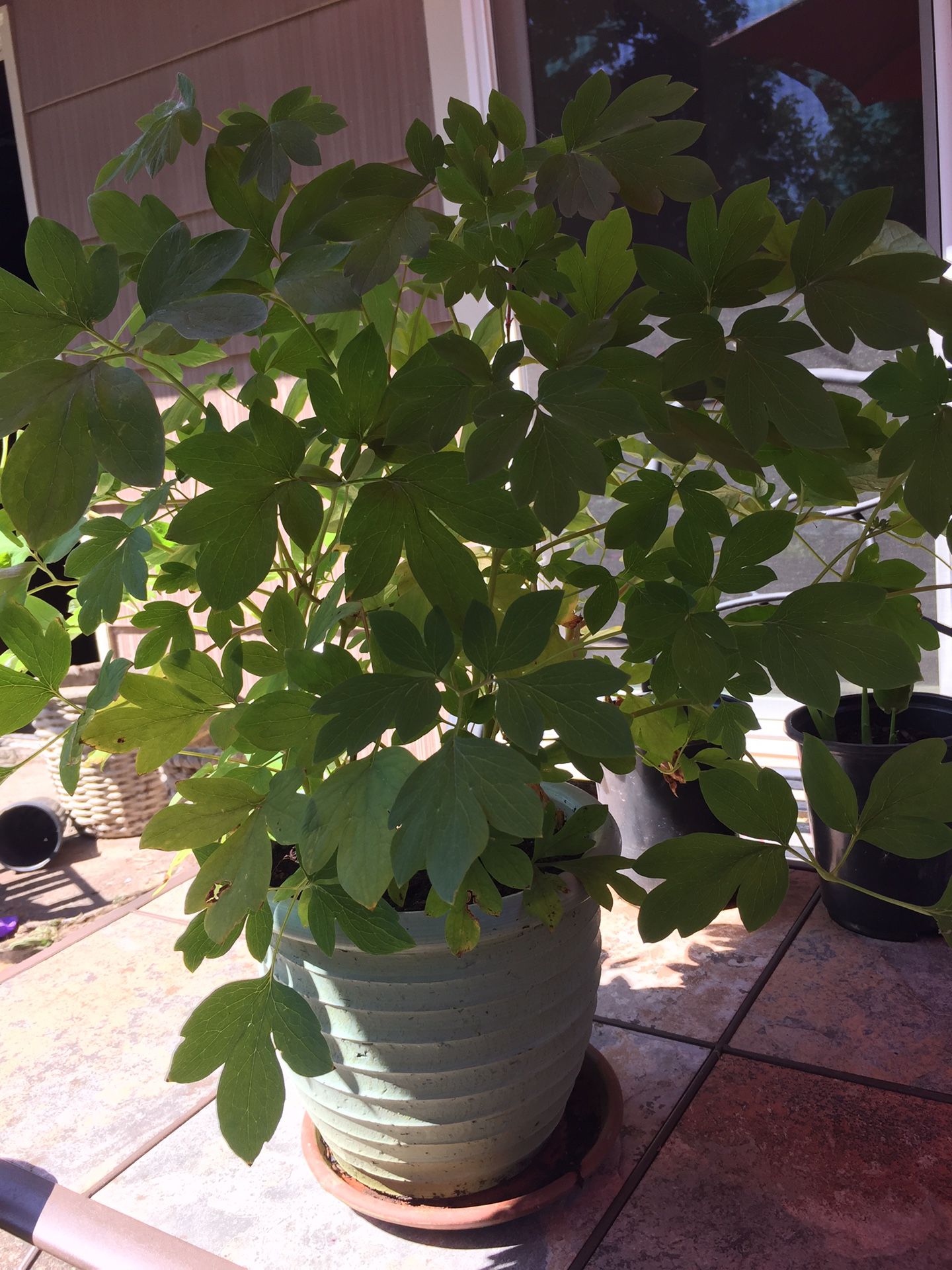 Bleeding heart Plant