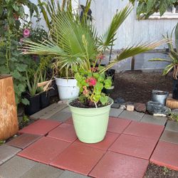 Mexican Palm With Geraniums Plant