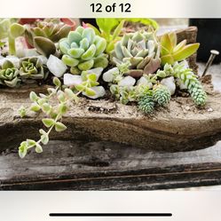 Succulent Arrangement 