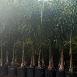 Queen palms for sale