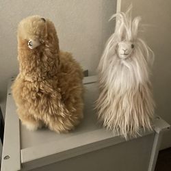 Alpaca Llamas From Peru