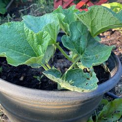 Organic Indian Bottle Guard