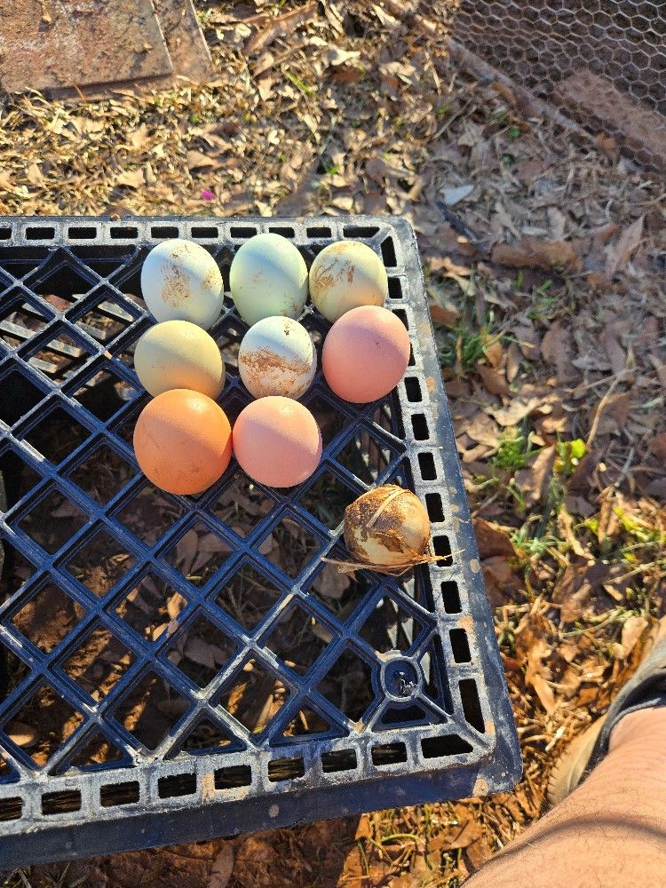 Eggs