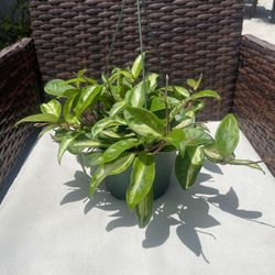 Hoya Krimson Princess Plant