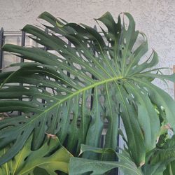 Monsters Deliciosa Plants For Sale