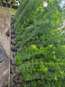 podocarpus Instant Privacy Hedge For Fence Green Full Ready