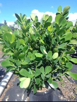 CLUSIA PRIVACY HEDGE Matas Para Privacidad