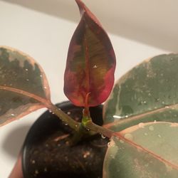 Ficus Tineke Ruby in 4 “ pot