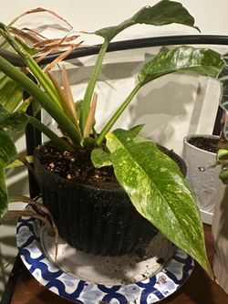 Philodendron Ring of Fire