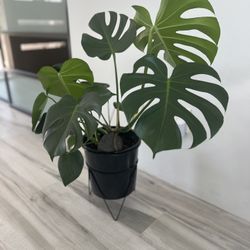 36 Inches Monstera Plant
