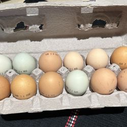 Farm Fresh Chicken Eggs And More!