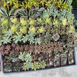 Succulents 