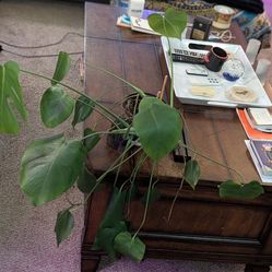 Free very happy monster plant!