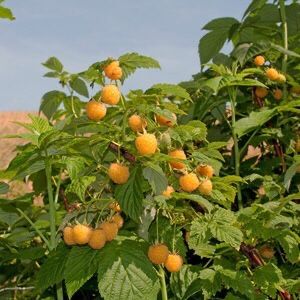 ‘Fall Gold’ Yellow Raspberry (Rooted)