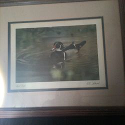 Wood Duck 