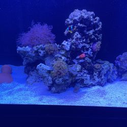 Salt Water Aquarium Rocks, Coral,fish