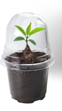 Sweet Cherimoya Plants