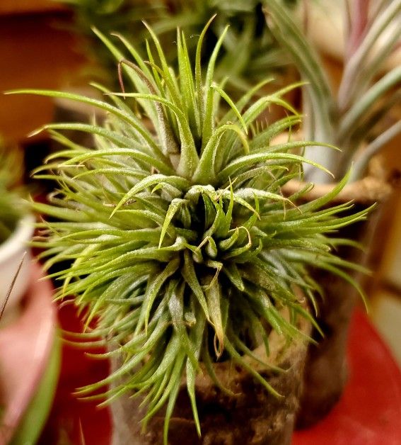 Tillandsia Air Plant -- Multiple Varieties Available