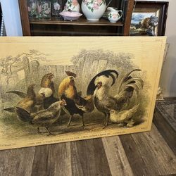 Huge Chicken Canvas Picture 