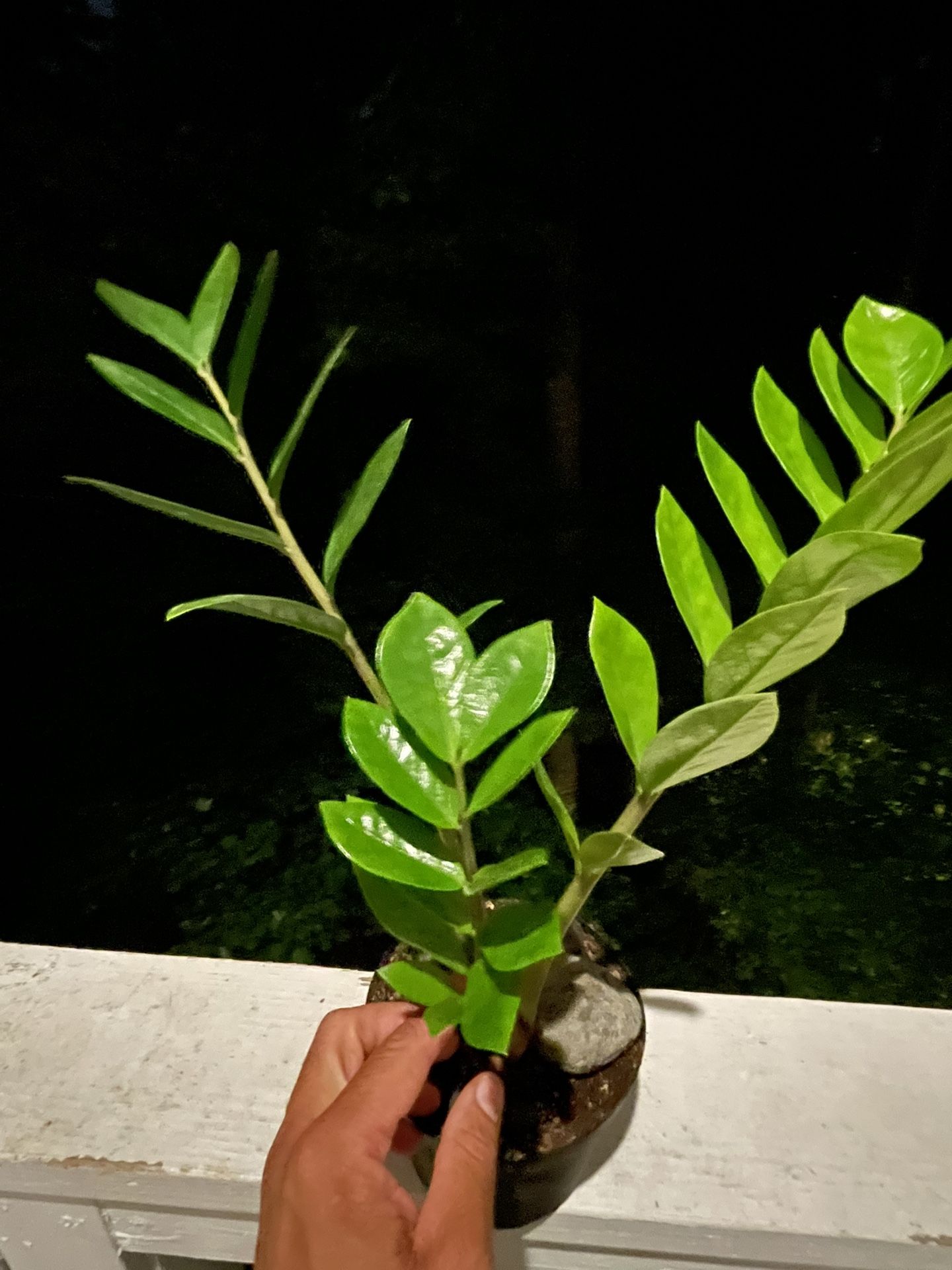 ZZ Plant | Zanzibar Gem | Mature | 19” Inches Tall | Very Hardy | Low Light and Drought Tolerant