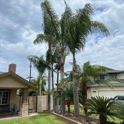 Palm Palm Tree Fronds