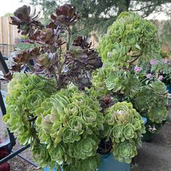 big beautiful succulent