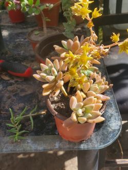 Sedum  Succulents Plant 