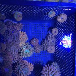 Aquarium Coral Anemones Decoration