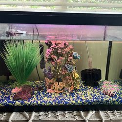 Pleco Fish With 20 Gal Tank