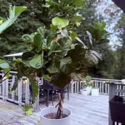 Fiddle leaf fig