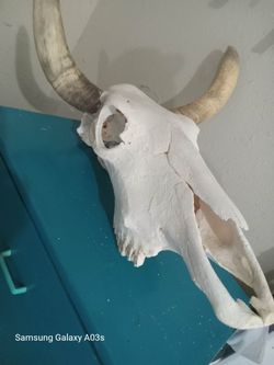 Western Skull needs TLC - Turlock