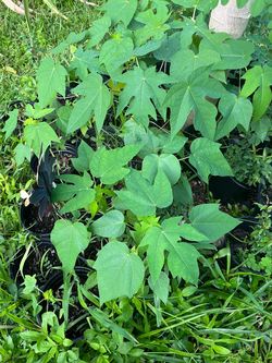 Papaya Seedlings in Black Nursery Pots