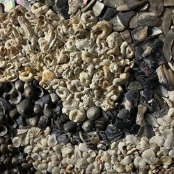 Sea Shell Mosaic 