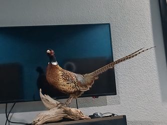 Ring-Necked Pheasant Taxidermy Mount