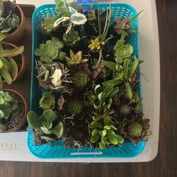 Succulents 