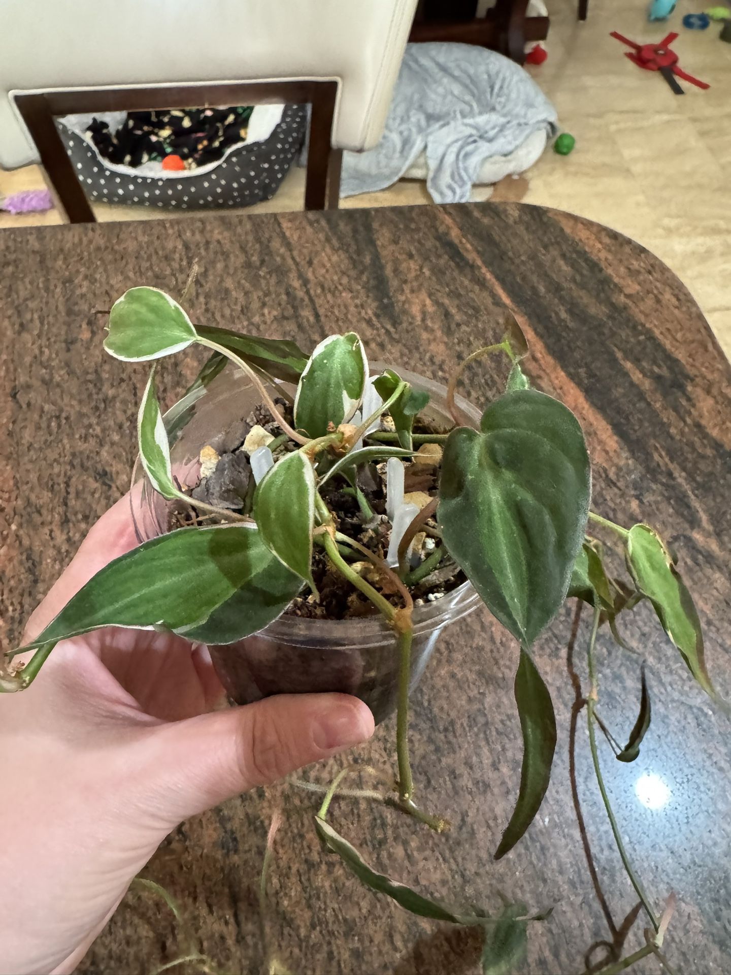 Variegated Philodendron Micans Halo - Live Plant