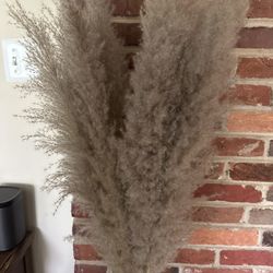 Two Bundles Of Pampas Grass For Large Vase