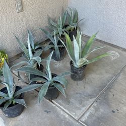 Maguey Plants
