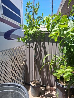 Orange tree