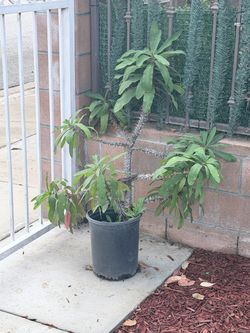 Corona de cristo 30