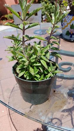 Grows Tall Succulant two different kinds