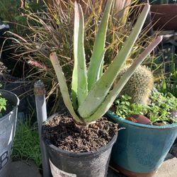 Aloe Vera  1 Gallon Plant.