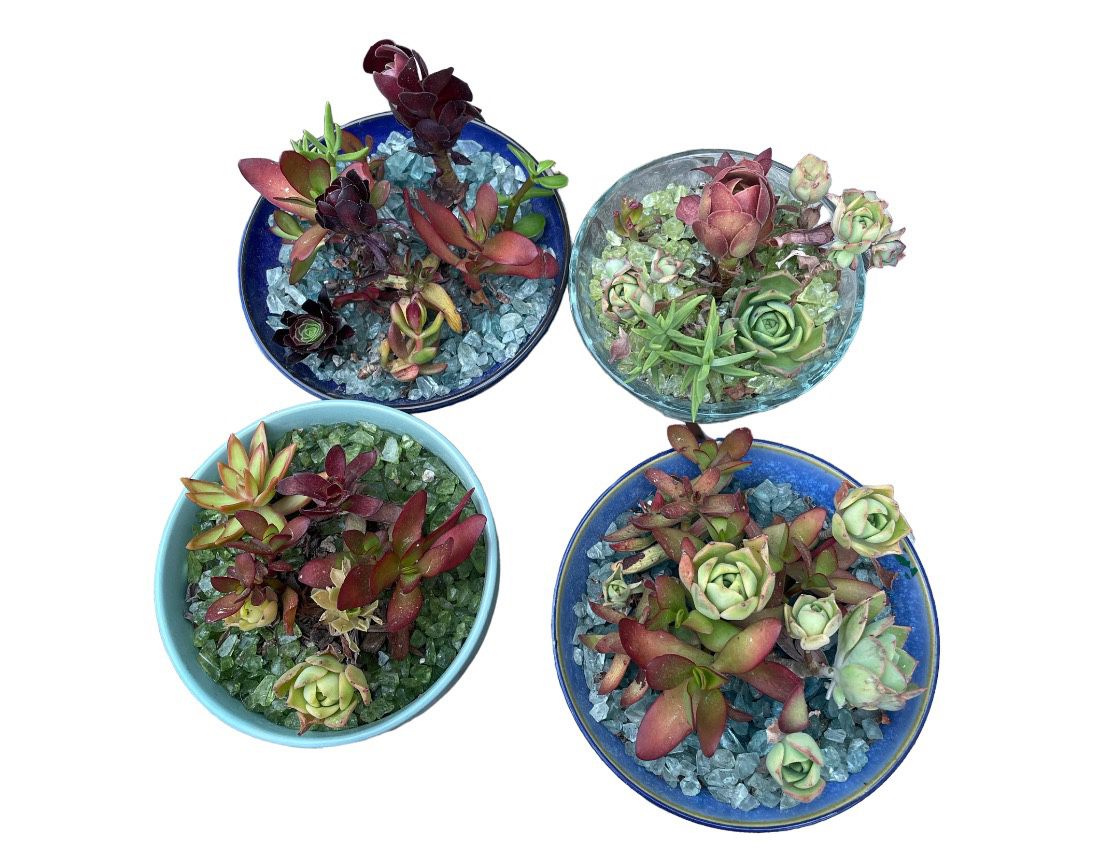 Succulents In Pretty Bowls 