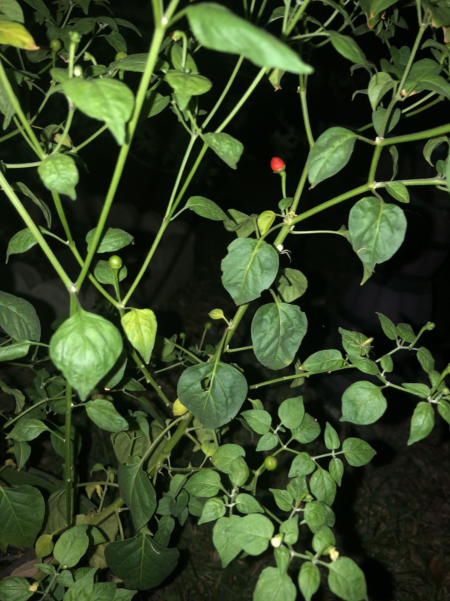 Chile Pequin Plant for Sale in San Antonio, TX OfferUp