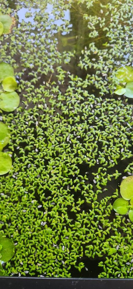 Duckweed